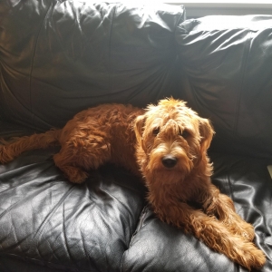 F1 Copper Labradoodle  Listing Image