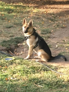Female pure German Shepard  Listing Image