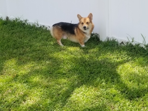 Pembroke Welsh Corgi  Listing Image