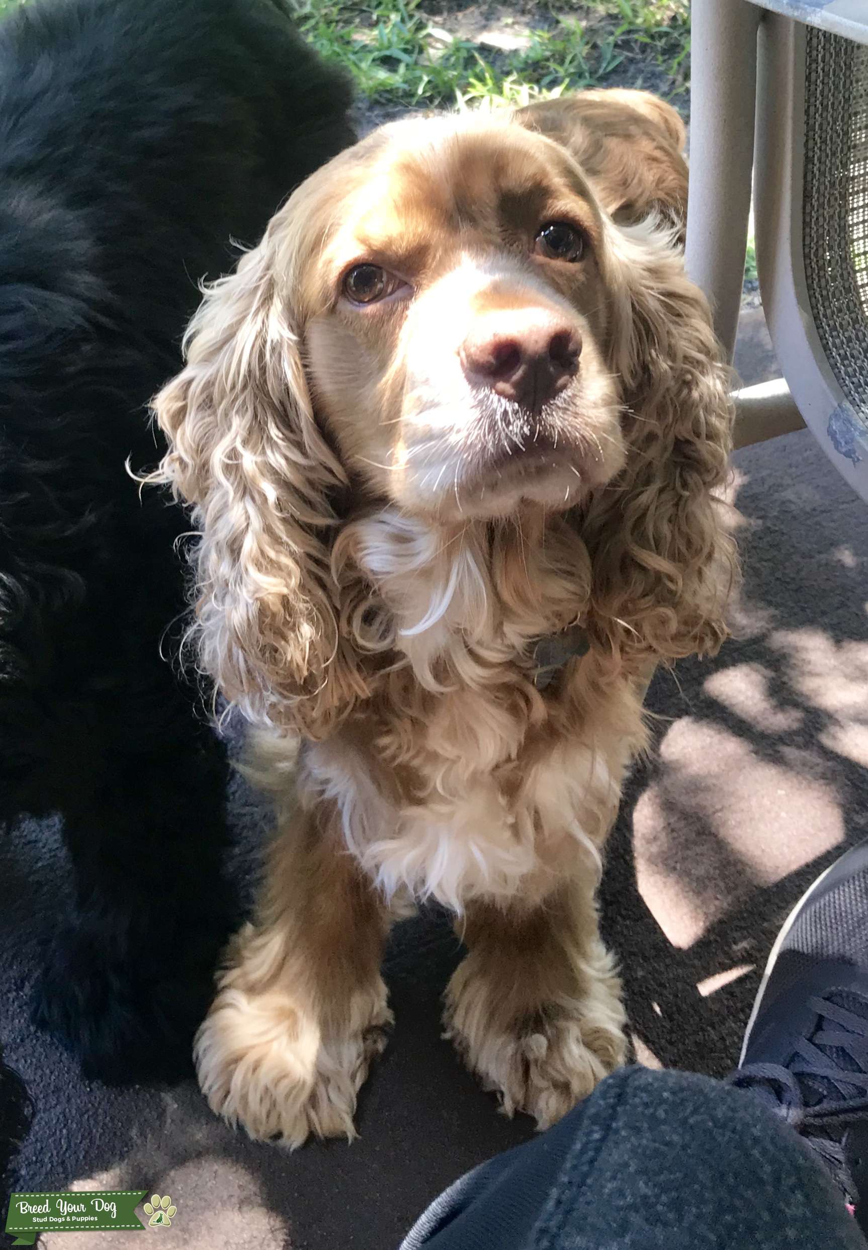 Stud Dog - Blonde Pure breed Cocker Spaniel - Breed Your Dog