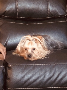 Yorkshire Terrier Listing Image