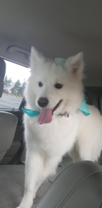samoyed Listing Image