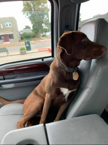 Stud dog ready for breeding Listing Image