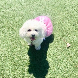 Lily is needs a male Listing Image