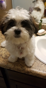 Wanting to breed dog Listing Image