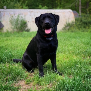 Black Lab Stud Listing Image