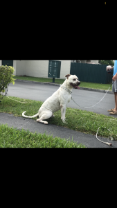 White spotted American Bulldog Listing Image