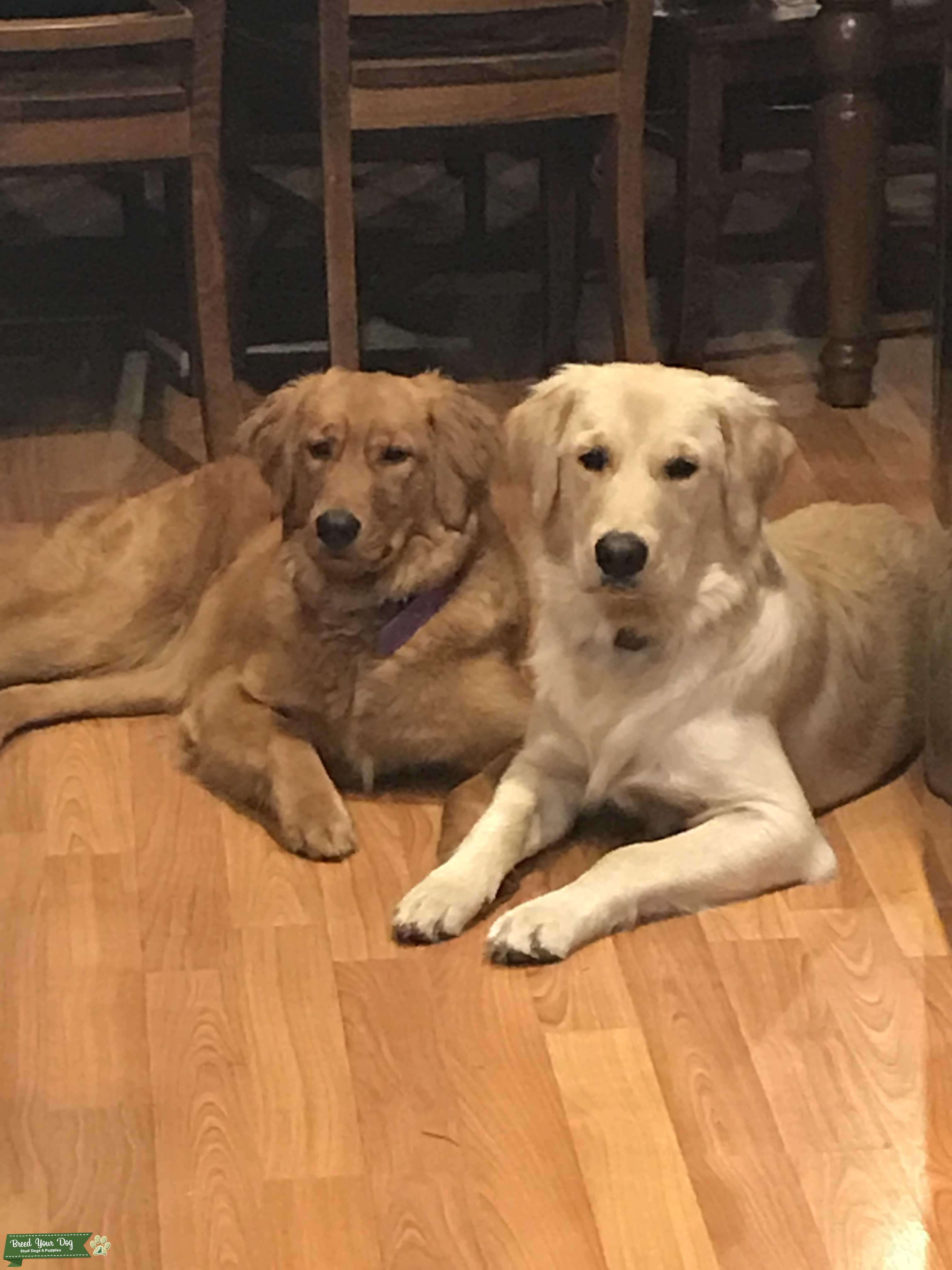 Stud Dog White English Creme Golden Retriever Stud Dog