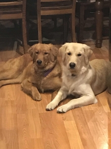 White English Creme Golden Retriever Stud Dog Listing Image