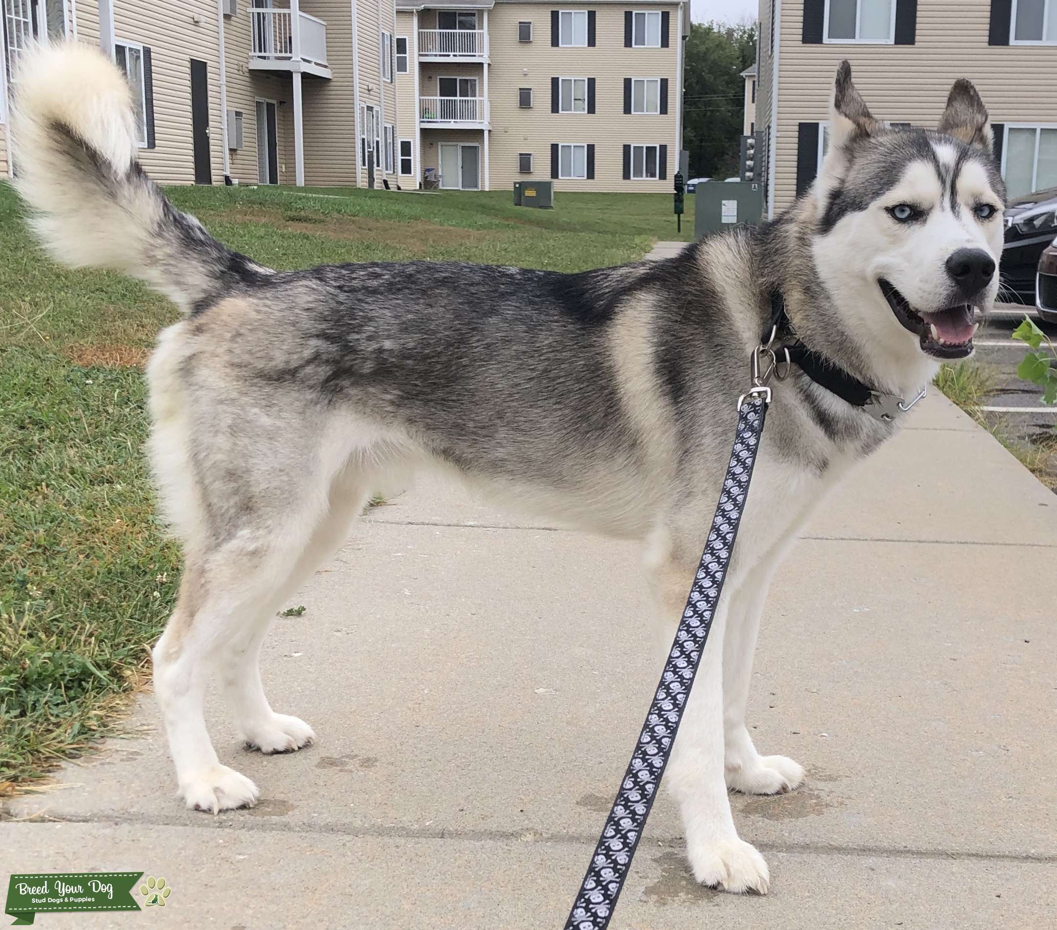 Stud dog available Stud Dog in Kansas , the United States Breed