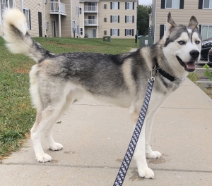 Stud dog available  Listing Image