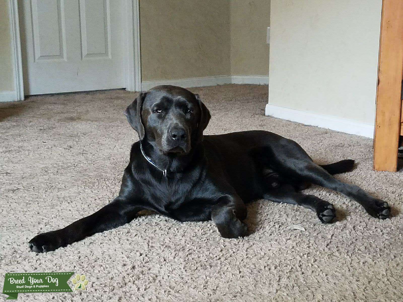 Sweet Charcoal Male lab Stud Dog in TEXAS, the United States Breed