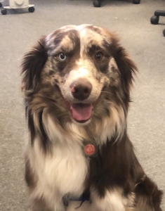 Red Merle BI color.   Listing Image