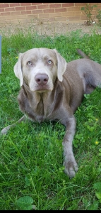 Silver Labrador Retreiver  Listing Image