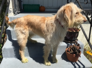 Female F1 Labradoodle needs a male labradoodle or poodle Listing Image
