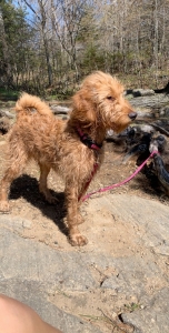 Goldendoodle Listing Image