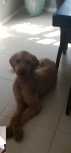 Goldendoodle Stud  Listing Image