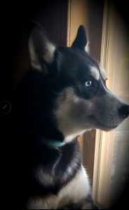 Beautiful Alaskan Malamute Listing Image