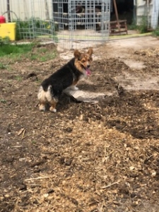 Fluffy CKC Corgi Stud Listing Image