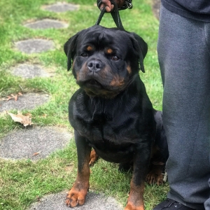 Stud dog Listing Image
