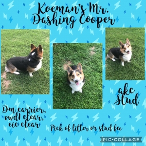 Pembroke Welsh Corgi RHT First Time Stud FEE Listing Image
