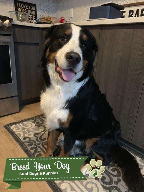 female bernese mountain dog