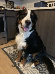 Athletic Purebred Bernese Mountain Dog seeking Female for Breeding Listing Image