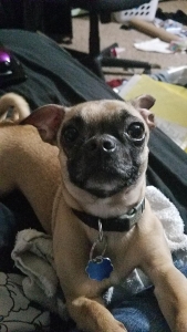 CHUG LOOKING FOR MALE ASAP Listing Image