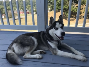 Siberian Husky - Ice Blue Eyes Listing Image