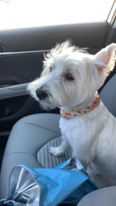 Beautiful and Sweet Westie  Listing Image