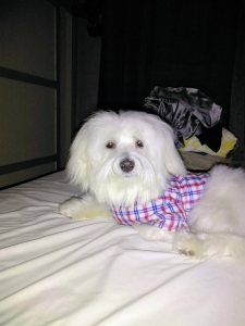 Stud Dog  Listing Image