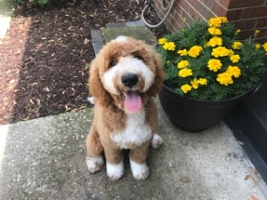 F1B Goldendoodle Stud Listing Image