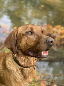 Red English Lab (Pedigree)- Stud Listing Listing Image