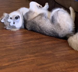 Looking for male dog Listing Image
