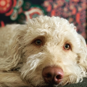 Beautiful Goldendoodle Listing Image