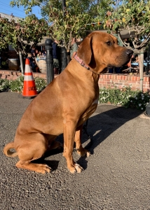 Rhodesian Ridgeback stud Listing Image