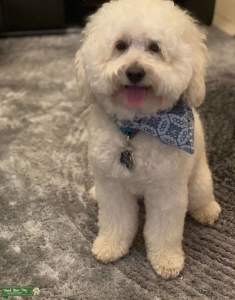 Mini Goldendoodle  Listing Image