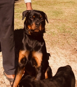 German Rottweiler  Listing Image