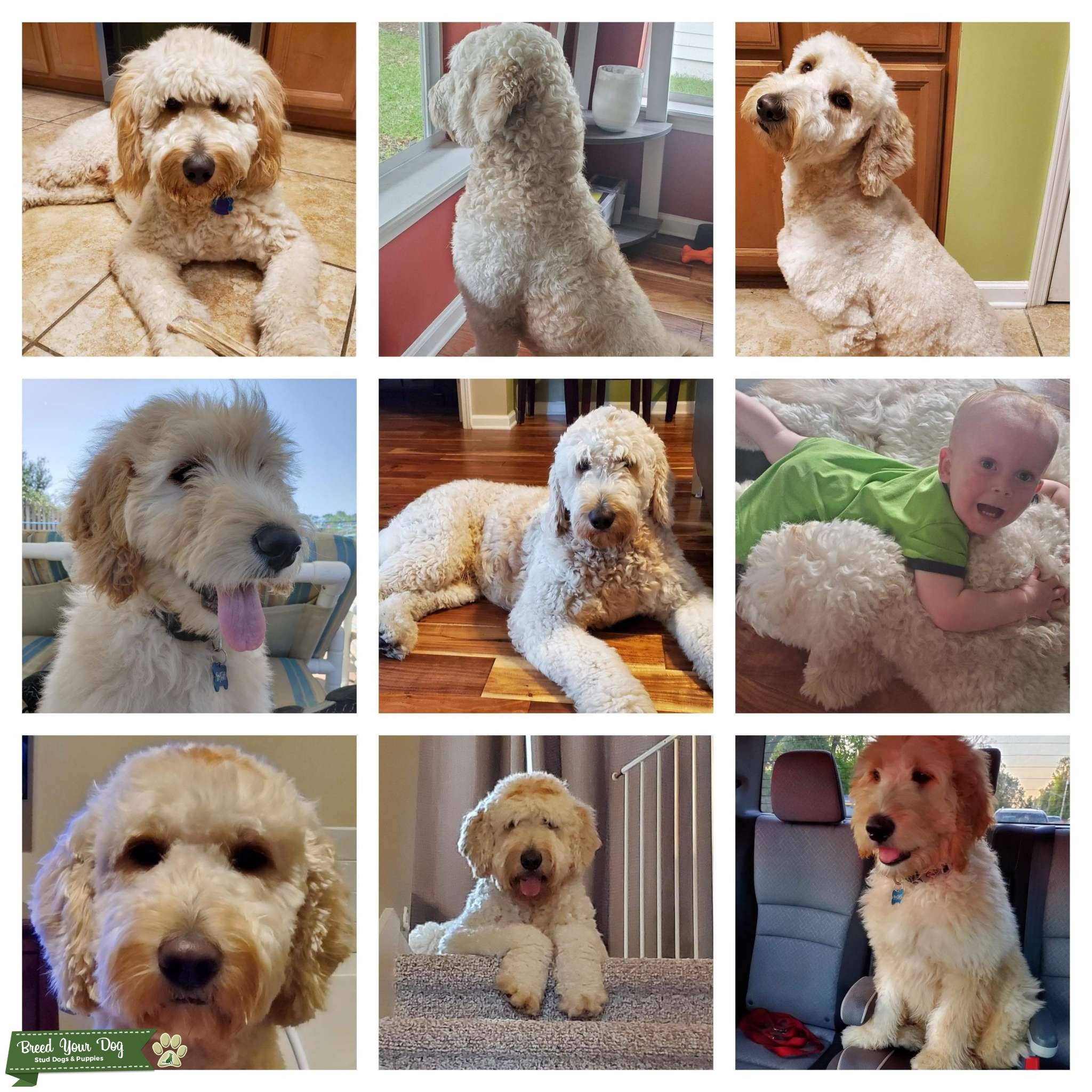 Dash the F1 Standard Goldendoodle. Stud Dog in Atlantic Beach