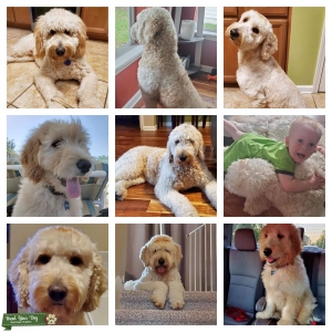 Dash the F1 Standard Goldendoodle.  Listing Image