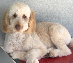 Browny the Goldendoodle Listing Image