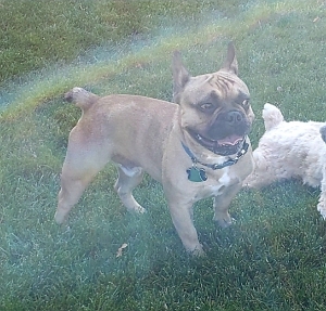 Fawn French Bulldog Listing Image