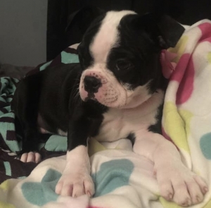 Boston Terrier Listing Image