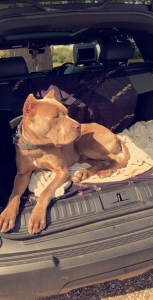 Stunning Obedient Dog  Listing Image