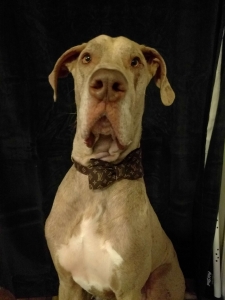 Chocolate Merle w/ Yellow Eyes Listing Image