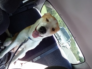 Great Pyrenees mix male looking for a female Listing Image