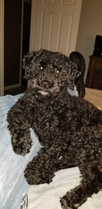 Schnoodle looking for love Listing Image