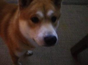 Red Shiba Inu for stud Listing Image