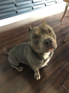 Bane the Bully ready for Stud Listing Image