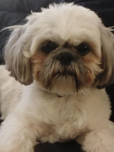 White male shih tzu Listing Image